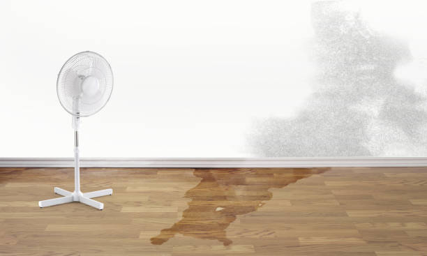 Best Mold removal after water damage  in Egon City, OR